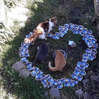 photo de livraison pour Les Chats de la Tour