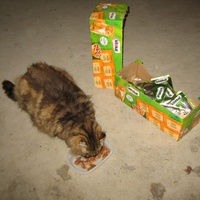 photo de livraison pour Jardin des Chats