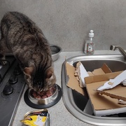 photo de livraison pour Chez Minou