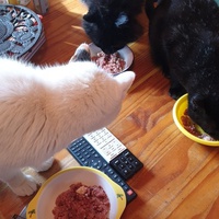 photo de livraison pour Ecole du Chat d’Arbois