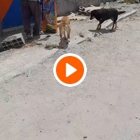 photo de livraison pour Sanctuaire de la Faune de Tanger (SFT)