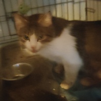 photo de livraison pour La Compagnie des Chats bleus