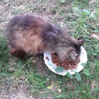 photo de livraison pour Les Chats Libres de la Canterrane