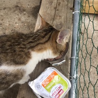 photo de livraison pour Les Chats Libres Condom 32