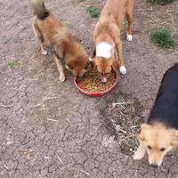 photo de livraison pour Serbian Society for the Protection of Animals - SSPA