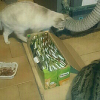 photo de livraison pour Les chats Port-Saint-Louisiens