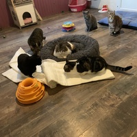 photo de livraison pour Association des Chats Camarguais