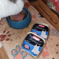 photo de livraison pour Les Chats libres de Fleurance