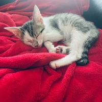 photo de livraison pour Chat Gratouille
