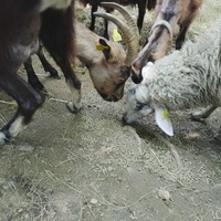 photo de livraison pour Ulyan