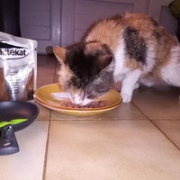 photo de livraison pour Ecole du Chat de Poitiers