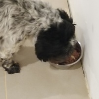 photo de livraison pour Cœur Animal