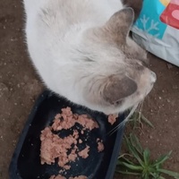 photo de livraison pour Les Chats-Pitresdelavi-Ste