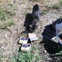 photo de livraison pour Chat L'Heureux Chat l'Ange et Cie