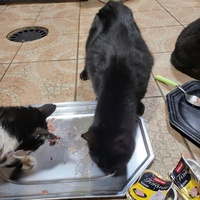 photo de livraison pour Chat de Gout'hier sans Toit