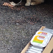 photo de livraison pour SOS Chats Libres Haut-Béarn