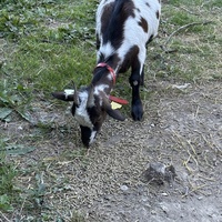 photo de livraison pour L'Arche de MaCha
