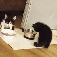 photo de livraison pour Les Chats d'Hauterive
