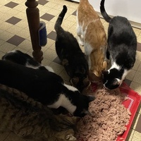 photo de livraison pour Les Félins de la Semoy