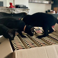 photo de livraison pour Association C.A.T.S. Chat Animal Terrien Solidarité