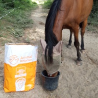 photo de livraison pour Happy Horse Day