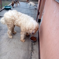 photo de livraison pour Viata Animalelor