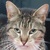 photo animal