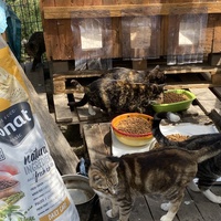 photo de livraison pour Les chats Port-Saint-Louisiens