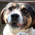 photo animal