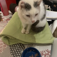 photo de livraison pour Les Chats De QUEAUX