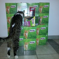 photo de livraison pour Aide Aux Chats