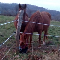 photo de livraison pour Refuge cheval Espoir