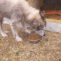 photo de livraison pour Happy Shelter Skopje