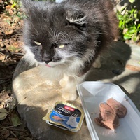 photo de livraison pour Bien vivre avec les Chats Sallélois
