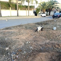 photo de livraison pour Kawthar Maree