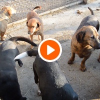 photo de livraison pour Azil Bella