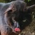 photo animal