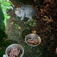 photo de livraison pour Les Chats de Dugny