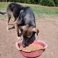 photo de livraison pour Silver Dog Srebrenica