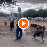 photo de livraison pour Comme Chiens et Chats Maroc