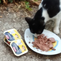 photo de livraison pour Les chats libres de Caro