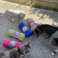 photo de livraison pour SADF (Sauvetage des animaux domestiques de France)