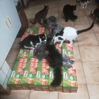 photo de livraison pour Aide Aux Chats Sans Logis
