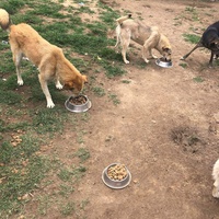 photo de livraison pour Viata Animalelor