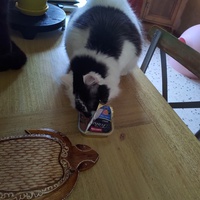 photo de livraison pour Chats Grains d'Amour