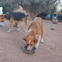 photo de livraison pour Help Adopt Moroccan Animals