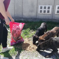 photo de livraison pour Mira Shorak Assante Di Capillo