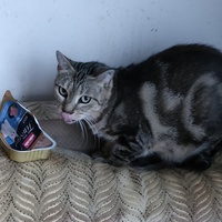 photo de livraison pour La Compagnie des Chats bleus