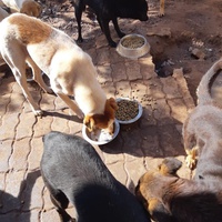 photo de livraison pour Comme Chiens et Chats Maroc