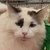 photo animal